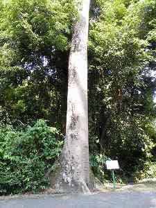 20110301malaysia (11).jpg